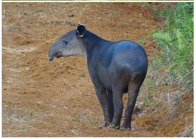 Observación de dantas
